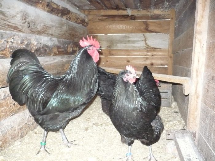 005 - GAINI AUSTRALORP