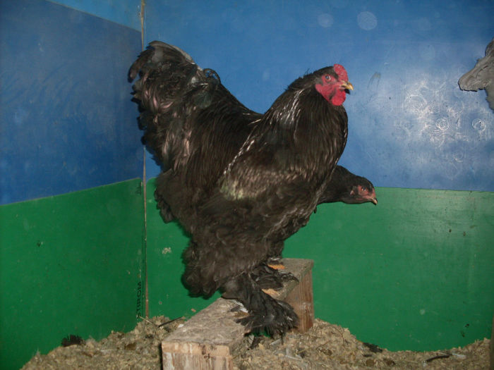 SDC13720 - Brahma Negru 2014 nr2arhiva