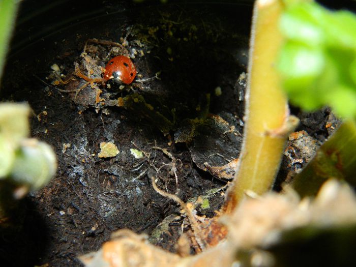 DSCN1785 - FEBRUARIE 2014