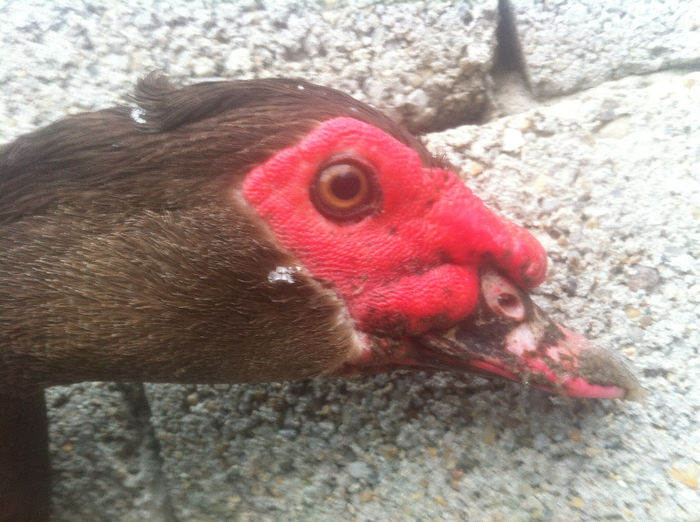 25; profil de  ratoi 1
