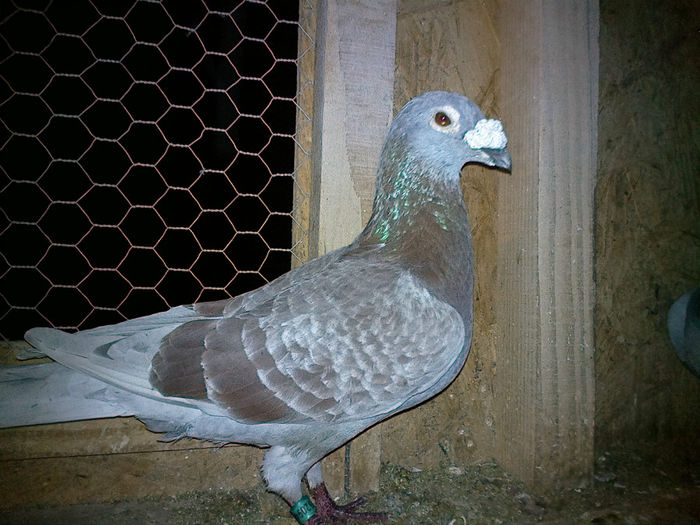 BELG 2005 PIERDUT ULIU