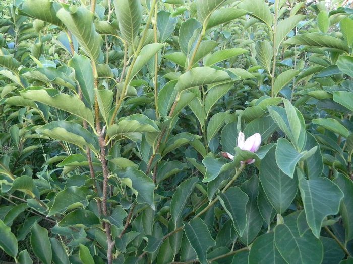 magnolii - magnolii de vanzare