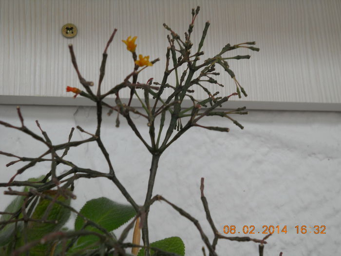 003 - FLORI 2014