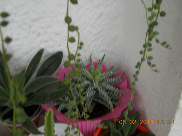 008 - FLORI 2014