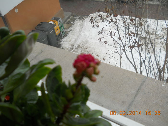 Kalanchoe - FLORI 2014