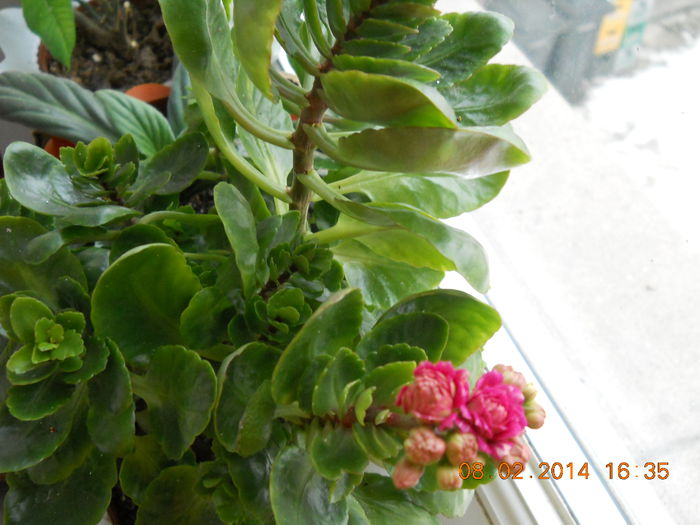 012 - FLORI 2014