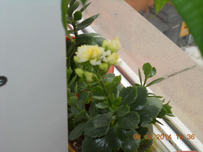 016 - FLORI 2014