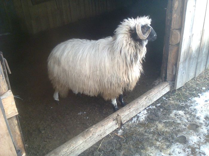 Fotografie5686 - Copy