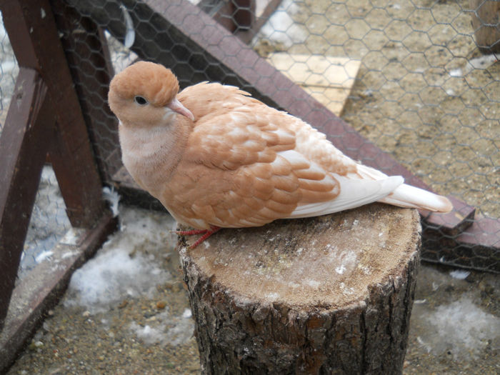 Matca 2014 achizitie de la