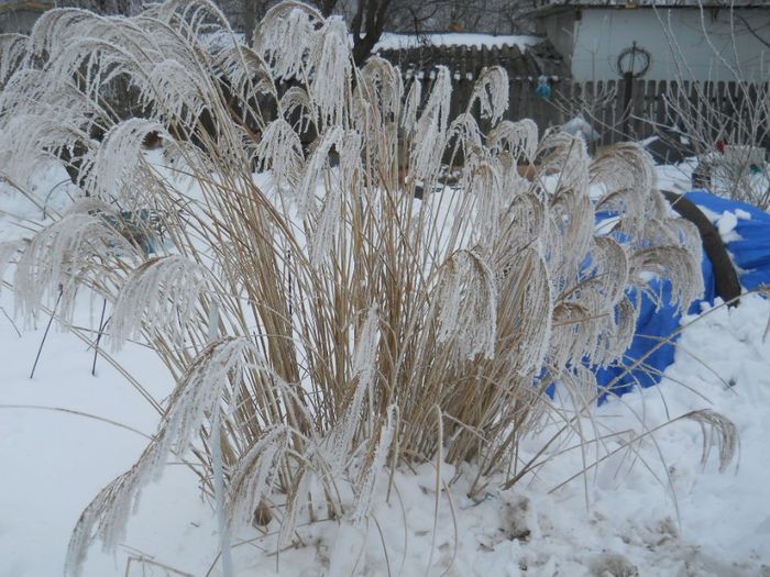 miscanthus