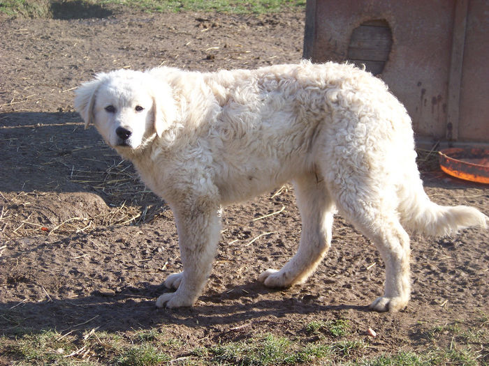 100_7993 - KUVASZ