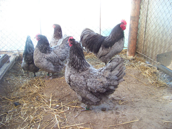 100_7858 - Australorp albastru 2014