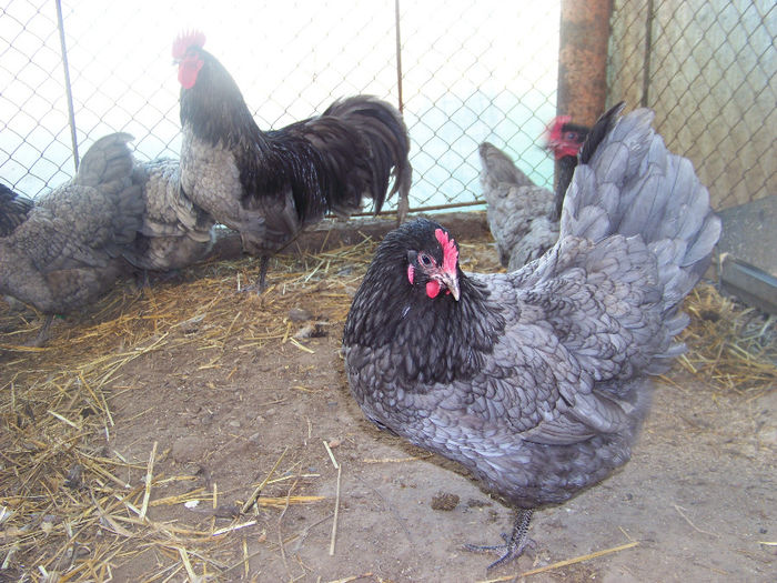 100_7862 - Australorp albastru 2014