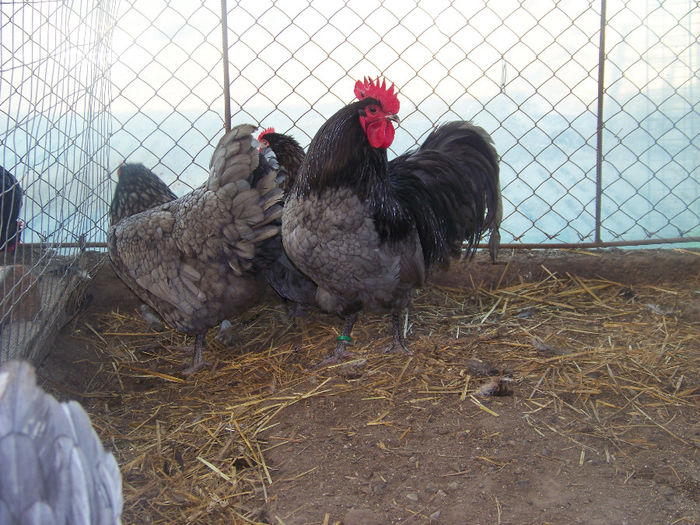 100_7865 - Australorp albastru 2014