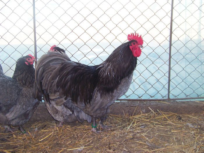 100_7866 - Australorp albastru 2014