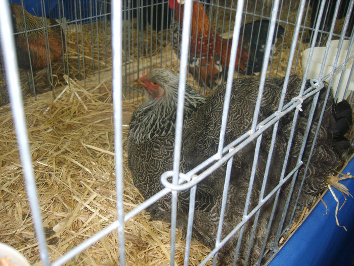 S8305188 - GAINI 2014