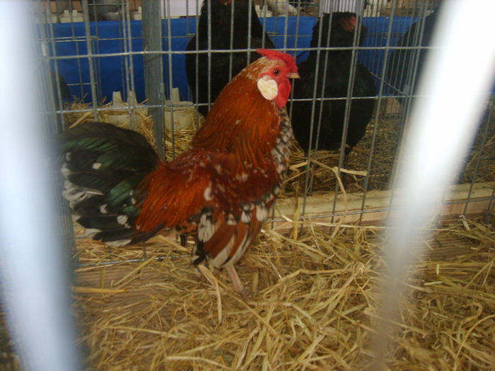 S8305189 - GAINI 2014