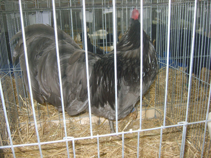 S8305194 - GAINI 2014