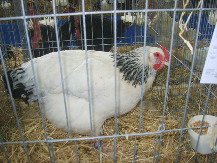 S8305197 - GAINI 2014