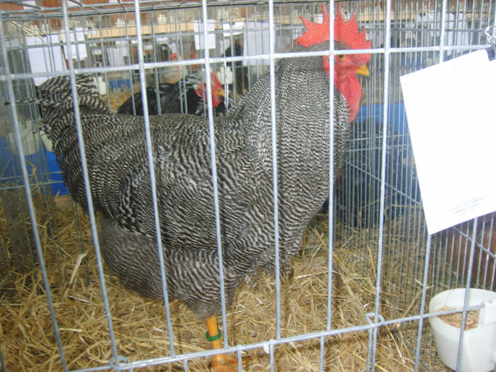 S8305204 - GAINI 2014
