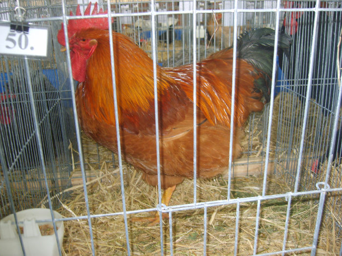 S8305206 - GAINI 2014