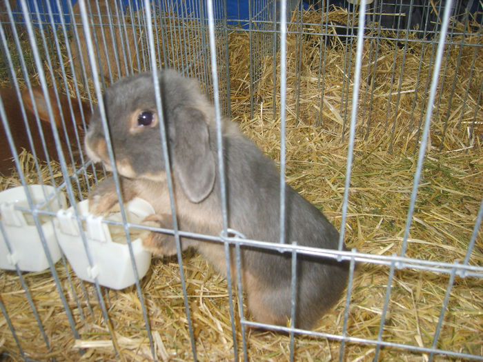 S8305245 - IEPURI 2014
