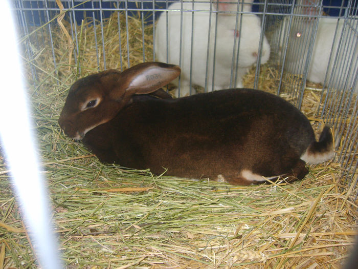 S8305256 - IEPURI 2014