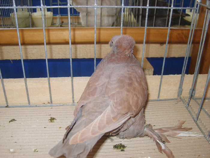 S8305105 - PORUMBEI 2014