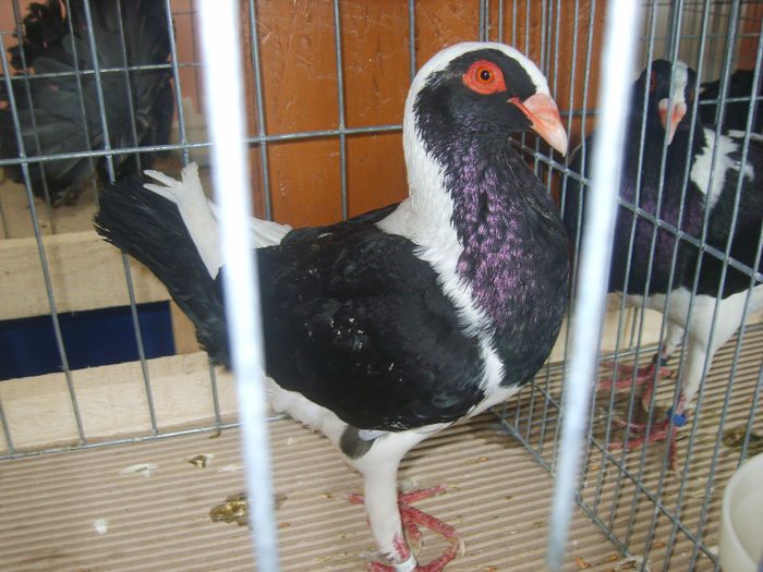 S8305119 - PORUMBEI 2014