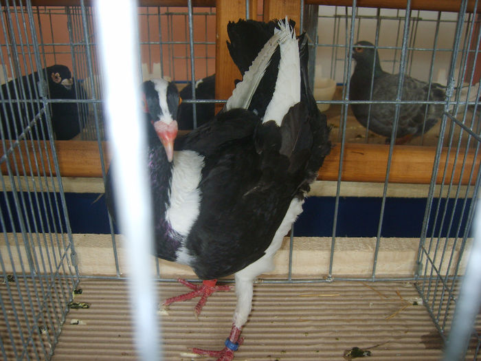 S8305120 - PORUMBEI 2014