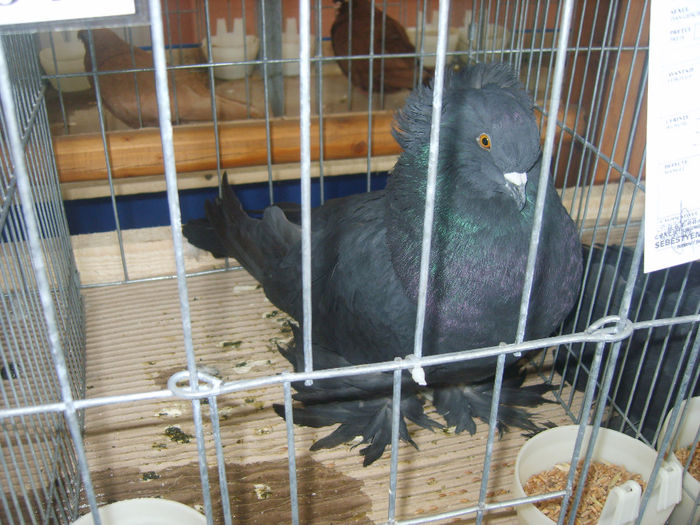 S8305123 - PORUMBEI 2014