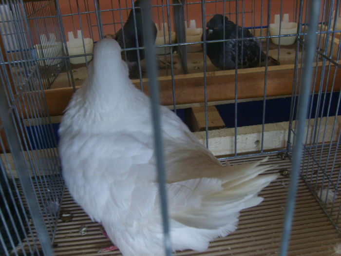 S8305125 - PORUMBEI 2014