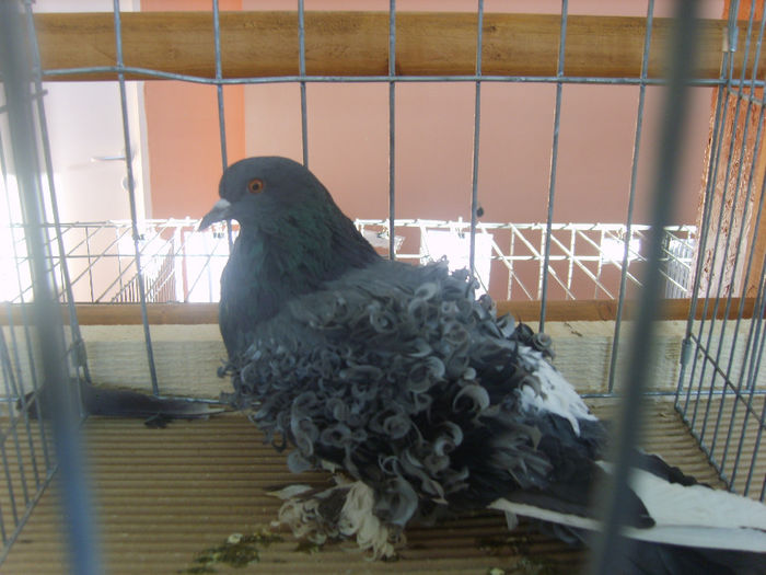 S8305143 - PORUMBEI 2014