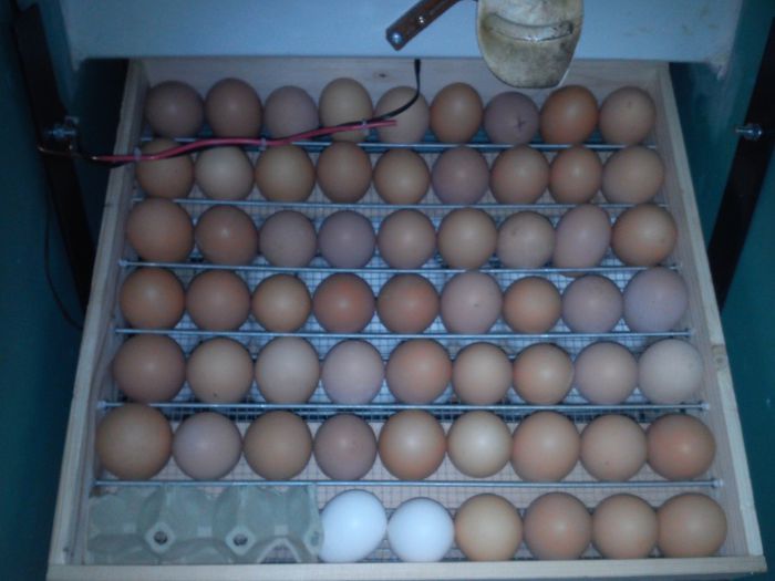 am pus 180 de oua........... - 3- Proiect nou incubator