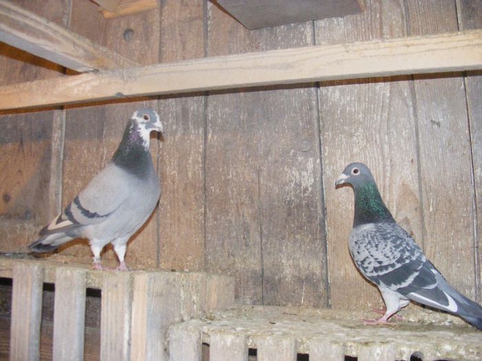 bunicu si nepotu; bunicu 99 super reproducator Tertes Mihai si nepotul o combinatie 99 vanbruen foarte bun zurator
