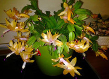 93600823_MWDEYZC3 - suculente 2013-2014-2015-2016