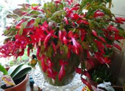 93608374_NEFFASB - suculente 2013-2014-2015-2016