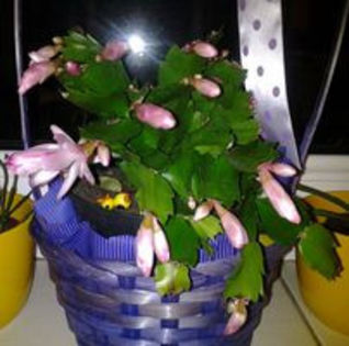 94103621_VMMCBGP - suculente 2013-2014-2015-2016