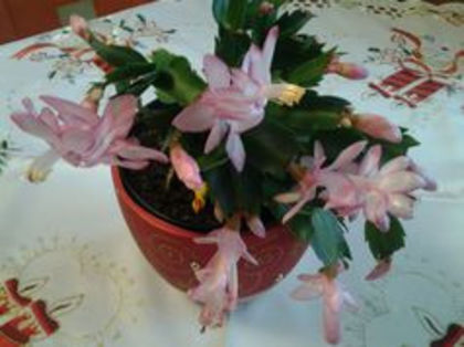 94204382_ZQBPMAT - suculente 2013-2014-2015-2016