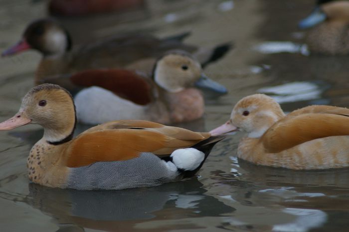  - RATE EXOTICE-exotic ducks