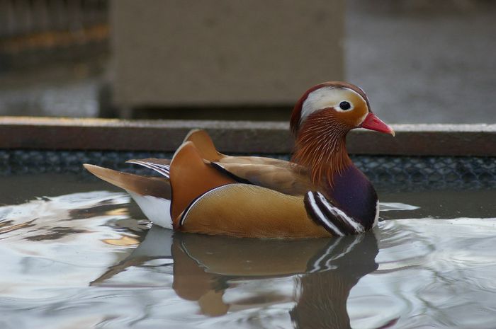  - RATE EXOTICE-exotic ducks