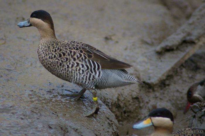  - RATE EXOTICE-exotic ducks