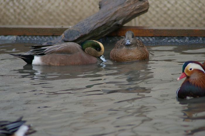  - RATE EXOTICE-exotic ducks
