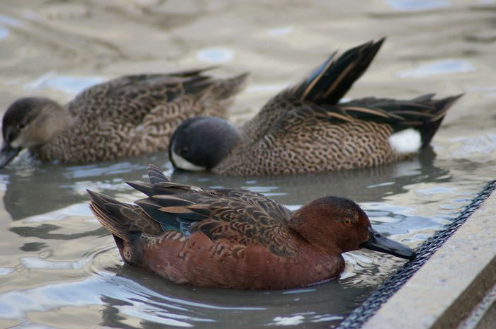  - RATE EXOTICE-exotic ducks