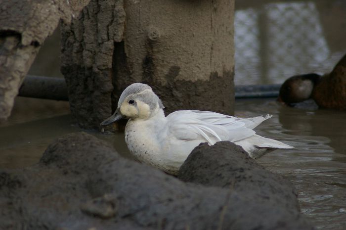  - RATE EXOTICE-exotic ducks