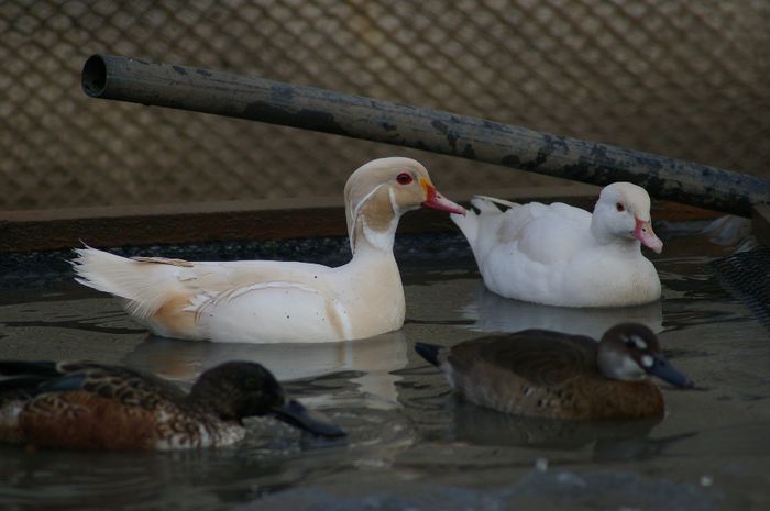  - RATE EXOTICE-exotic ducks
