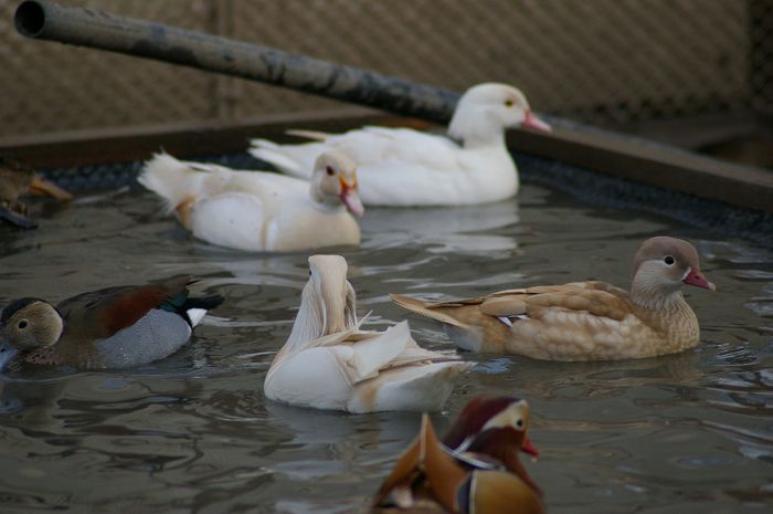 - RATE EXOTICE-exotic ducks