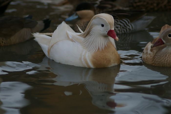  - RATE EXOTICE-exotic ducks