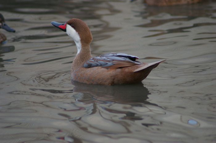  - RATE EXOTICE-exotic ducks
