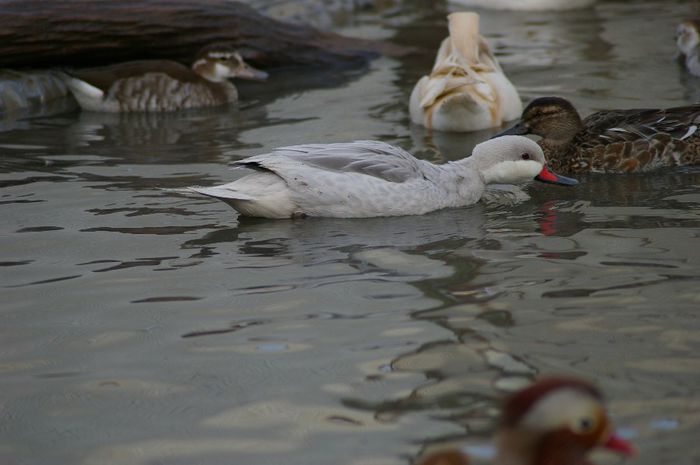  - RATE EXOTICE-exotic ducks